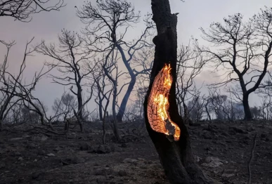 heat storms intensify wildfires here a tree burned in mandra greece in july 2023 when heat storms struck the area for most of that month photo reuters