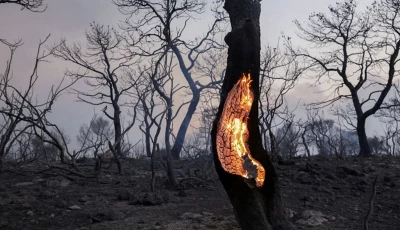 heat storms intensify wildfires here a tree burned in mandra greece in july 2023 when heat storms struck the area for most of that month photo reuters
