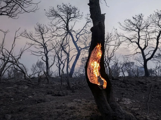 heat storms intensify wildfires here a tree burned in mandra greece in july 2023 when heat storms struck the area for most of that month photo reuters heat storms intensify wildfires here a tree burned in mandra greece in july 2023 when heat storms struck the area for most of that month photo reuters