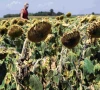 europe s heatwave rages on
