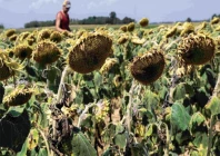 destroyed crop italian farmer mattia marengo inspects his sunflower field damaged by the heat in the countryside in bene vagienna near cuneo north western italy photo afp destroyed crop italian farmer mattia marengo inspects his sunflower field damaged by the heat in the countryside in bene vagienna near cuneo north western italy photo afp