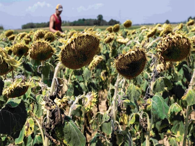 destroyed crop italian farmer mattia marengo inspects his sunflower field damaged by the heat in the countryside in bene vagienna near cuneo north western italy photo afp destroyed crop italian farmer mattia marengo inspects his sunflower field damaged by the heat in the countryside in bene vagienna near cuneo north western italy photo afp
