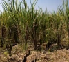 strong el nino could push 49m into acute hunger