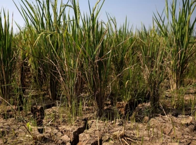 strong el nino could push 49m into acute hunger