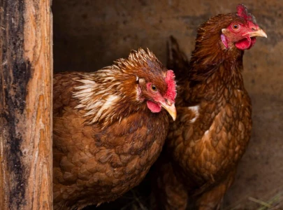 fowl play shc enters the fray over noisy neighbourhood chickens