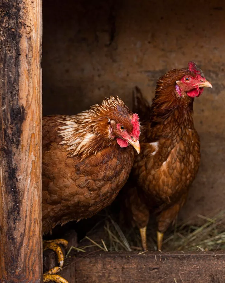fowl play shc enters the fray over noisy neighbourhood chickens fowl play shc enters the fray over noisy neighbourhood chickens