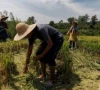 chinese researchers discover world s first heat resistant rice gene chinese researchers discover world s first heat resistant rice gene