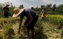 chinese researchers discover world s first heat resistant rice gene chinese researchers discover world s first heat resistant rice gene