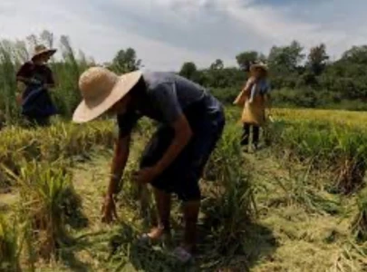 chinese researchers discover world s first heat resistant rice gene chinese researchers discover world s first heat resistant rice gene