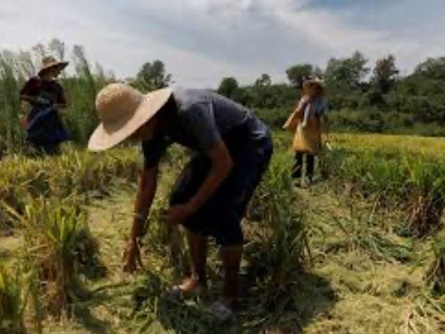 Chinese researchers discover world’s first heat-resistant rice gene | The Express Tribune