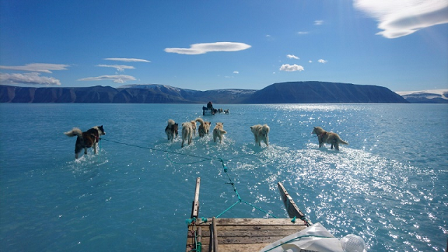 Sled dogs wade through standing water on the sea ice during an expedition in northwestern Greenland, whose ice sheet may have completely melted within the next millennium if greenhouse gas emissions continue at their current rate, a study has found. PHOTO: AFP