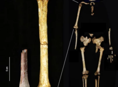 discovery of tiny arm bone sheds light on indonesia s extinct hobbit people