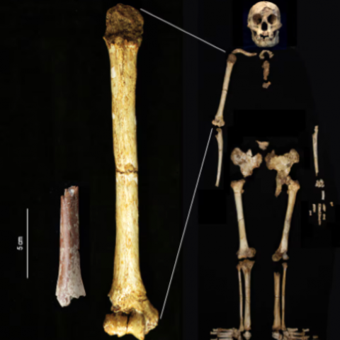 discovery of tiny arm bone sheds light on indonesia s extinct hobbit people