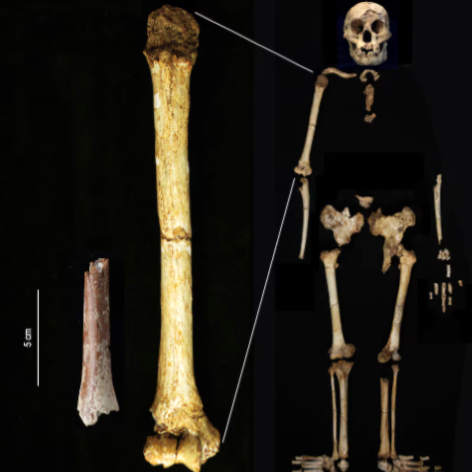 a fragment left of the upper arm bone called the humerus   belonging to a diminutive extinct human species called homo floresiensis that dates to about 700 000 years ago and was discovered at the mata menge site on the indonesian island of flores   is shown at the same scale as the humerus of a later homo floresiensis fossil dating to 60 000 years ago from the liang bua cave site in flores in this handout image released on august 6 2024 this indicates that this earlier homo floresiensis individual estimated to have had a body height of just 1 meter was smaller than the later one with an estimated body height of 1 06 meters photo reuters