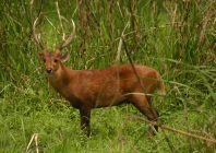 wildlife rangers rescue stray hog deer in shakargarh