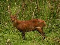 wildlife rangers rescue stray hog deer in shakargarh