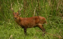 wildlife rangers rescue stray hog deer in shakargarh