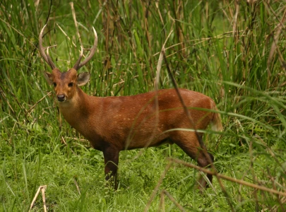 wildlife rangers rescue stray hog deer in shakargarh