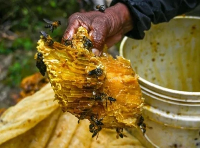 nepal s honey hunters struggle against climate change nepal s honey hunters struggle against climate change