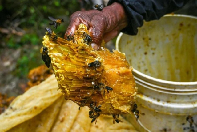 nepal s honey hunters struggle against climate change nepal s honey hunters struggle against climate change