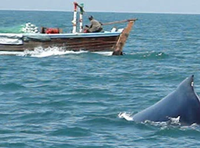 watch humpback sighted off karachi coast
