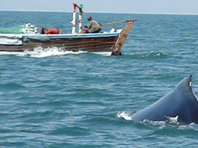 the video released by the world wildlife fund pakistan shows the endangered whale diving into the water screengrab the video released by the world wildlife fund pakistan shows the endangered whale diving into the water screengrab