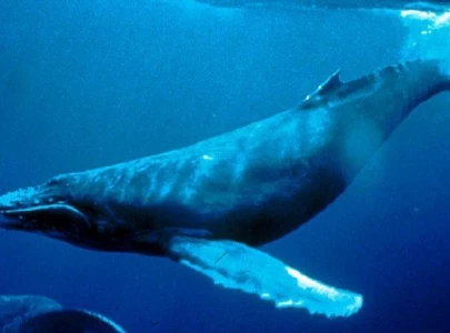 watch humpback whale sighted near charna island