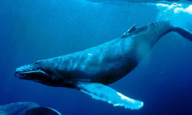 watch humpback whale sighted near charna island