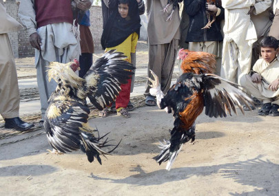 culture of fighting pets culture of fighting pets