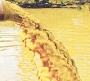 indus turns sewer hyderabad s untreated wastewater crisis deepens