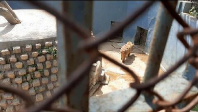 brown bear languishing in heat at karachi zoo