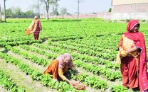 experts urge climate welfare integration