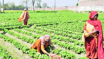 there are several departments including women s development social welfare labour health and others that are not playing their due role in empowering agricultural working women photo file