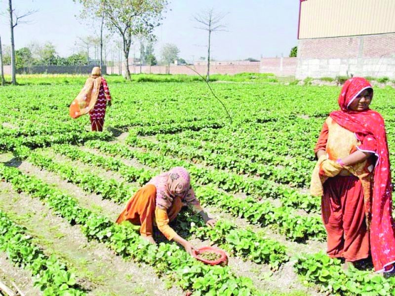 there are several departments including women s development social welfare labour health and others that are not playing their due role in empowering agricultural working women photo file