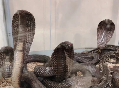 unique snake house unveiled in safari park