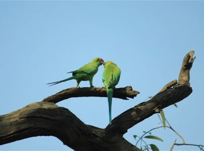 parrots revival plan takes wing