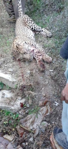 villagers kill leopard while rescuing man