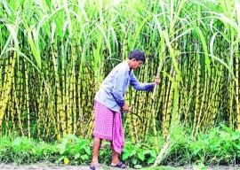 cane farmers demand rs475 40kg