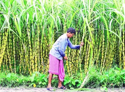 farmers call for national breeding policy