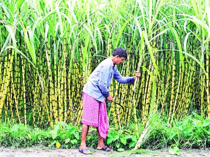 growers say if the sindh government fails to set the price it will signal weakness in protecting farmers rights photo reuters