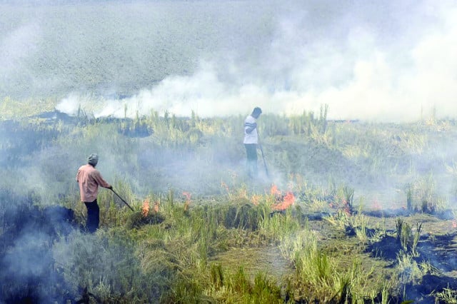 the government can offer interest free access to credit or a cash prize for green practices to farmers who don t resort to stubble burning photo file