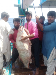 rare croaker fish caught off jiwani coast