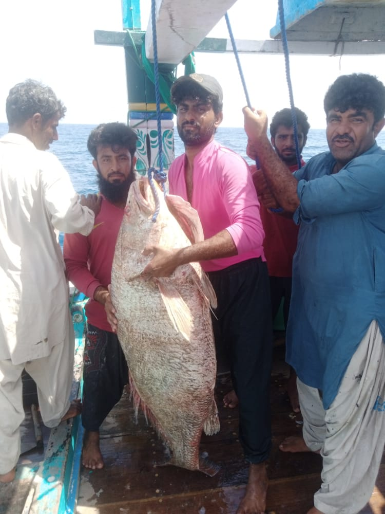 the fish is a rare croaker kir and weighs approximately 48kg it was sold in the jiwani fish market on sunday at a cost of rs150 000 per kg photo express