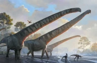 new giant long necked dinosaur fossil discovered in china