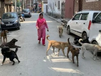 township dog bite sparks fear