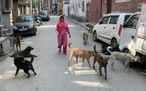 township dog bite sparks fear