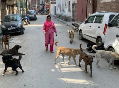 township dog bite sparks fear township dog bite sparks fear