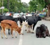 stray cattle run riot in hyd