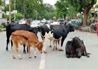 stray cattle run riot in hyd