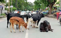 stray cattle run riot in hyd